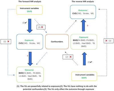 Osteoporosis and coronary heart disease: a bi-directional Mendelian randomization study